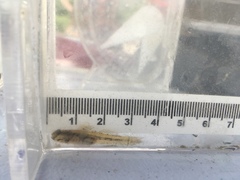 Seaboard Goby photo 4
