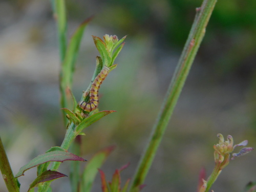 Clouded Crimson Moth photo 5