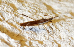 Pygolampis pectoralis