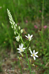 Ornithogalum pyramidale