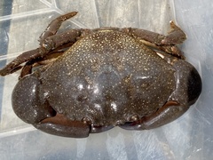 Menippe