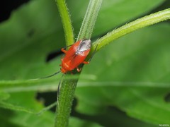 Coccobaphes frontifer