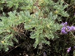 Astragalus granatensis