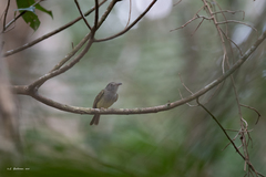 Oncostoma cinereigulare