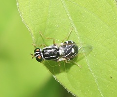 Oxycera albovittata