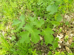 Heracleum sphondylium sibiricum