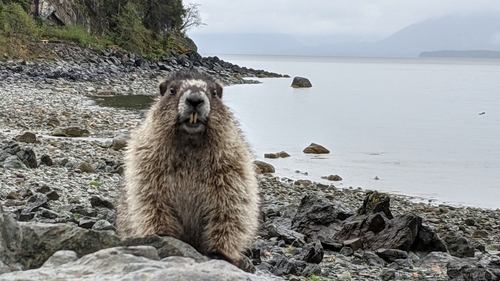 Hoary Marmot