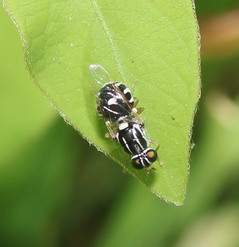 Oxycera albovittata