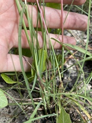 Andropogon ternarius image