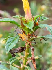 Zelus laticornis