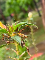 Zelus laticornis