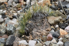 Blepharidachne kingii