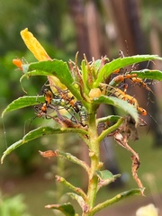 Zelus laticornis