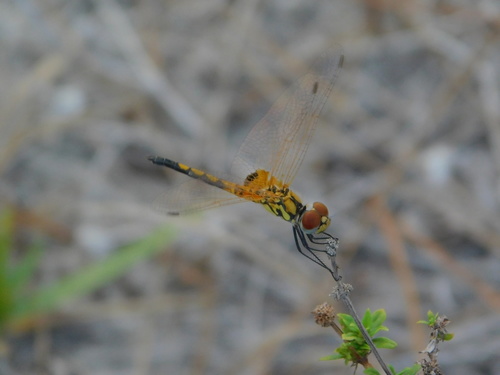 Red-veined Pennant photo 4
