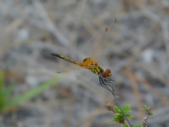 Celithemis bertha