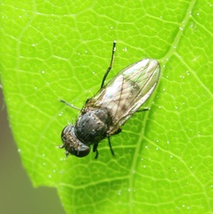 Paralimna punctipennis