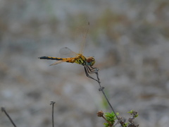 Celithemis bertha