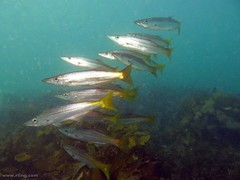 Dinolestes lewini