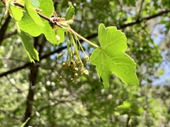 Acer granatense