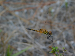 Celithemis bertha