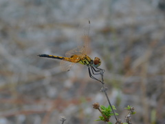 Celithemis bertha