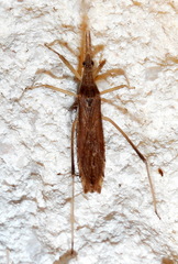 Pygolampis pectoralis