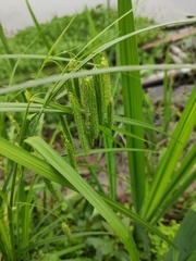 Carex dimorpholepis