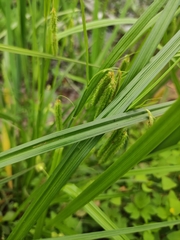 Carex dimorpholepis
