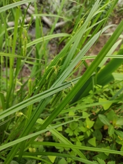 Carex dimorpholepis