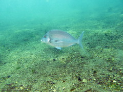 Nemadactylus douglasii