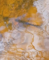 Triturus cristatus