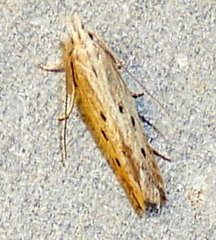 Isophrictis trimaculella