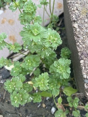 Lamium amplexicaule