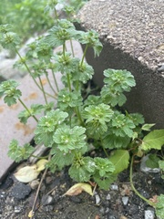 Lamium amplexicaule