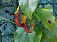 Aristolochia sempervirens