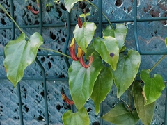 Aristolochia sempervirens
