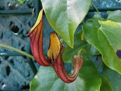 Aristolochia sempervirens