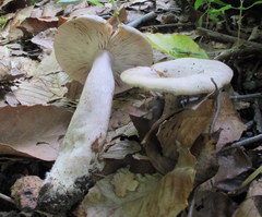 Lactarius cinereus