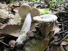 Lactarius cinereus