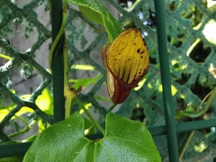 Aristolochia sempervirens