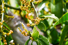 Phoradendron nervosum