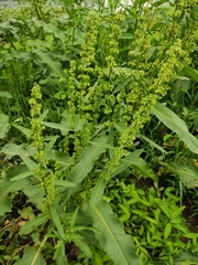Rumex japonicus