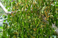 Phoradendron nervosum