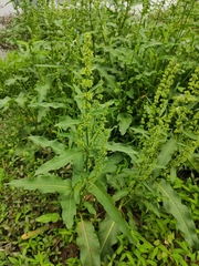 Rumex japonicus
