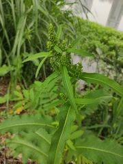 Rumex japonicus