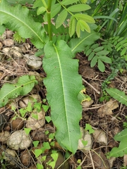Rumex japonicus