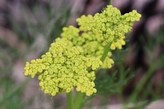 Harbouria trachypleura
