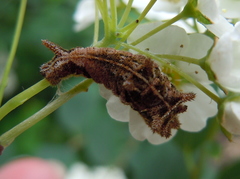 Neptis rivularis