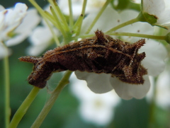 Neptis rivularis