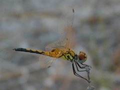 Celithemis bertha